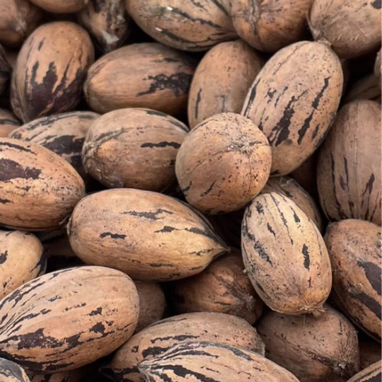 In-Shell Pecans: 1.5 Pound (24oz)